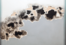 Descubre la Verdad sobre el Moho en las Paredes: Riesgos para la Salud y Cómo Prevenirlos ¿Existe el moho tóxico? ¿Y el verde?