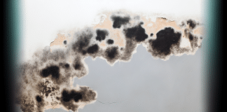 Descubre la Verdad sobre el Moho en las Paredes: Riesgos para la Salud y Cómo Prevenirlos ¿Existe el moho tóxico? ¿Y el verde?