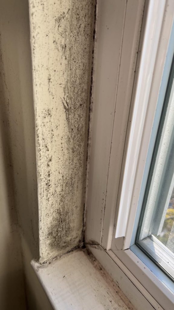 quitar moho pared definitivamente-Eliminar moho paredes definitivamente