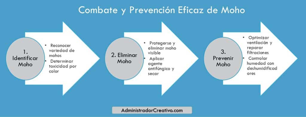 tipos de moho en paredes en tres sencillos pasos resuelves este problema