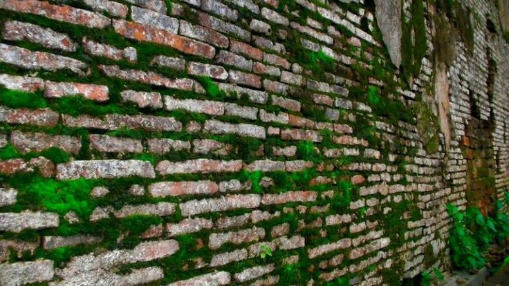 tipos de moho en paredes-moho verde en paredes