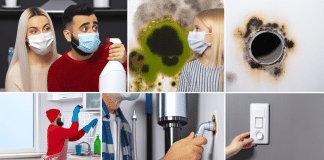 Identificar y erradicar tipos de moho en paredes para un hogar saludable ¿El moho verde es realmente tóxico?