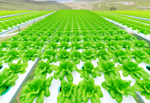 Maximizando la producción de hortalizas de hoja con hidroponía comercial: Una guía para América Latina