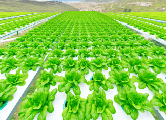 Maximizando la producción de hortalizas de hoja con hidroponía comercial: Una guía para América Latina