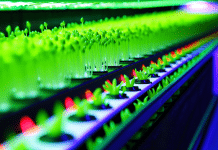 Transformando el futuro de la alimentación: microbrotes hidropónicos y agricultura vertical sostenible