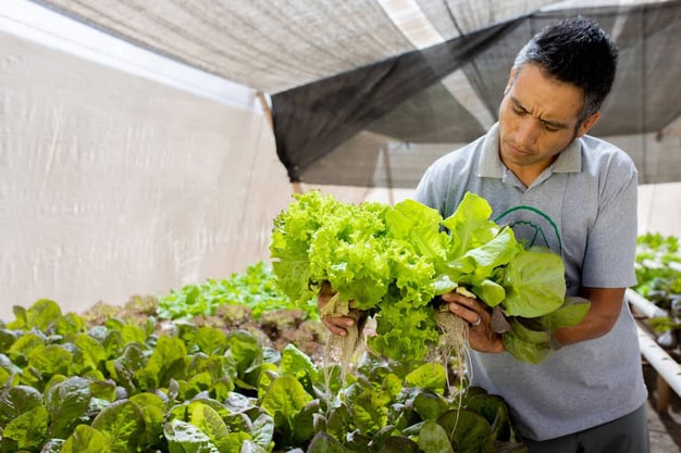 optimización del agua en agricultura con nanoburbujas hidropónicas-Nanoburbujas hidropónicas en agricultura