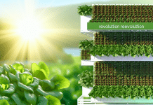 Soberanía alimentaria y sostenibilidad: La revolución de la hidroponía y la agricultura vertical en tu hogar