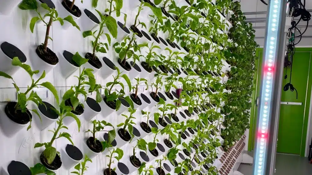 ventajas de la agricultura vertical en la producción local sostenible-Agricultura vertical sostenible
